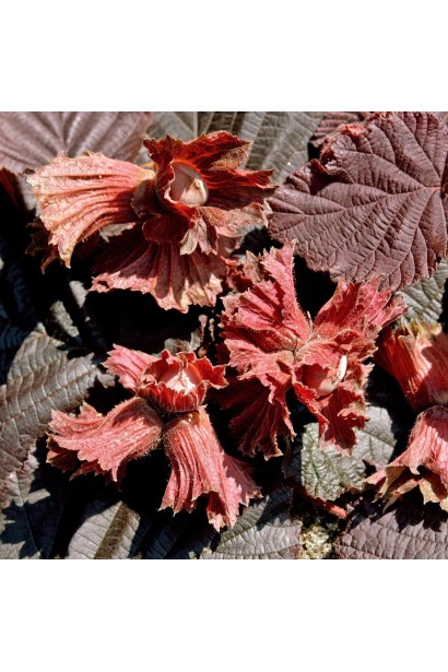 Фундук Варшавський на штамбі фото